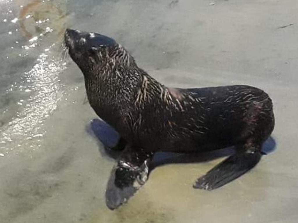 Médicos veterinários vão avaliar novamente as condições do lobo-marinho que reapareceu em Pontal do Paraná. | Divulgação/ Centro de Estudos do MAr
