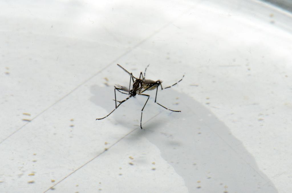 Já são quatro casos de febre amarela confirmados no Paraná em 2019. | Raquel Portugal e Rodrigo Méxas/Fiocruz