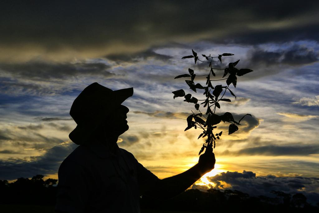 Agricultor de Dourados, no Mato Grosso do Sul, avalia conformação de pé de soja antes da colheita | Michel Willian /Gazeta do Povo