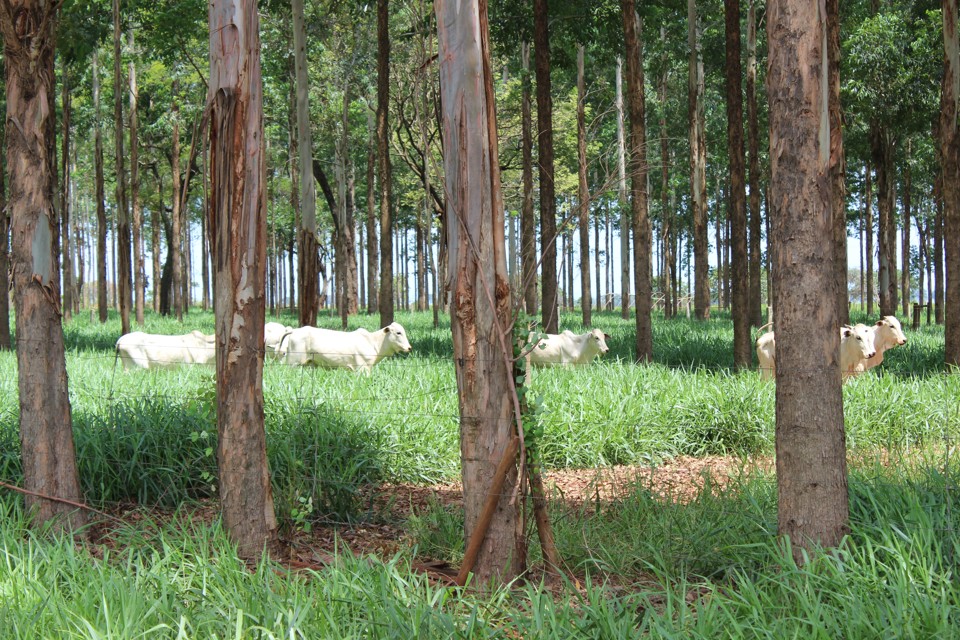 Sistema de integração lavoura-pecuária-floresta já ocupa mais de 11 milhões de hectares no Brasil | Rodrigo Alva/Embrapa