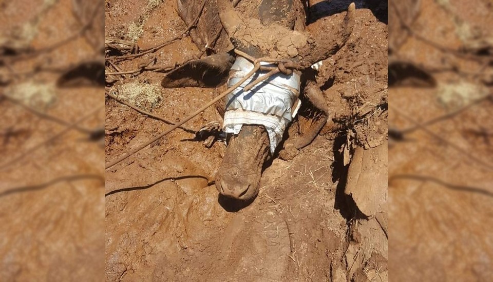 Resgate de boi em Brumadinho levou cerca de 24 horas na quarta-feira (30) | ONG Força Animal/