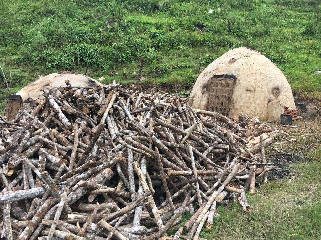 Polícia encontrou centenas de toras de madeira prontas para serem queimadas na carvoaria ilegal. | Polícia Civil/