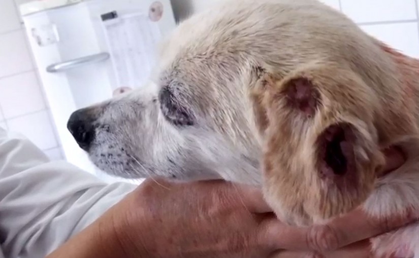 Animais estavam com infecções e muito abaixo do peso | Divulgação/Policia Civil