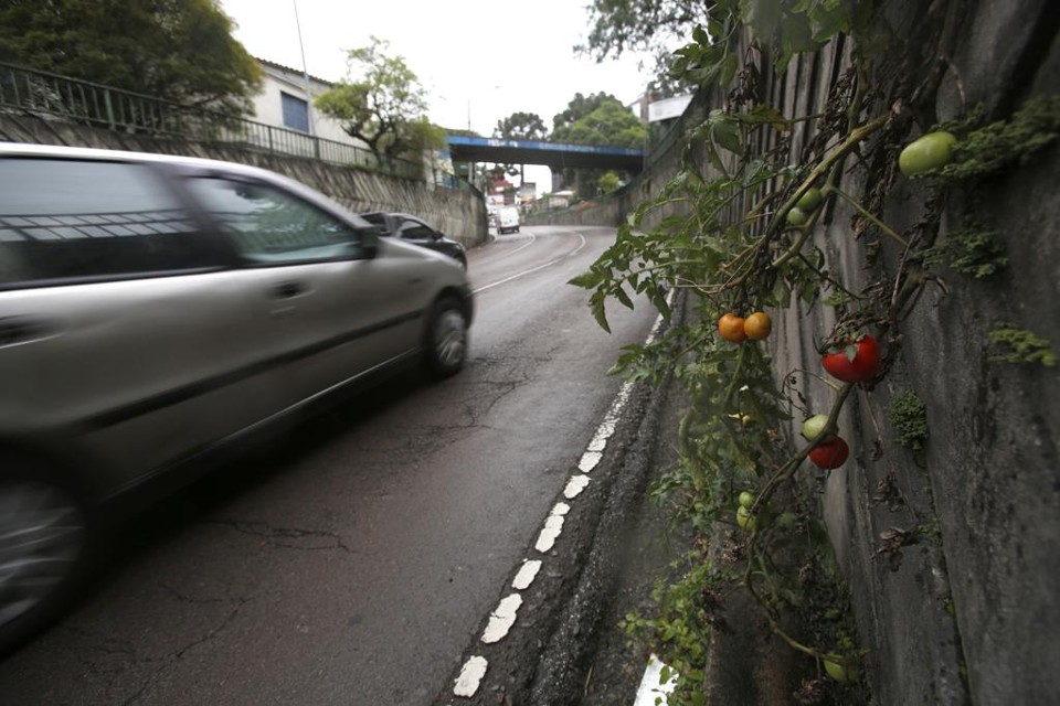 Tomates nasceram  rente ao trânsito pesado do viaduto no Alto da Glória. | Atila Alberti/Tribuna do Parana
