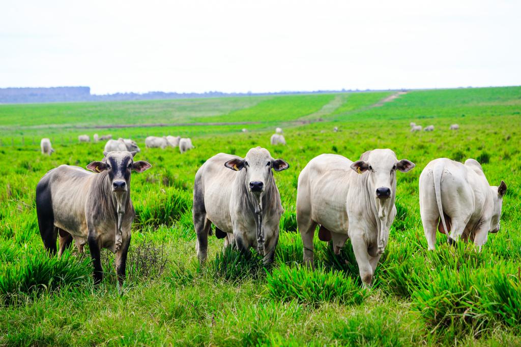 Gado nelore em pasto de Campo Novo do Parecis, Mato Grosso do Sul | Michel Willian/Gazeta do Povo