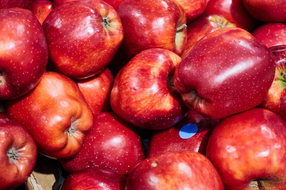 Brasil redobra vigilância com “maçã da bruxa” que vem da Argentina Farinhenta, maçã da variedade Red Delicious perdeu popularidade nos últimos anos para concorrentes mais crocantes e suculentas | BigStock/