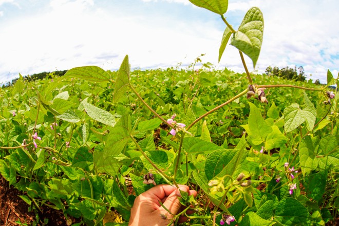  | Michel Willian/Gazeta do Povo