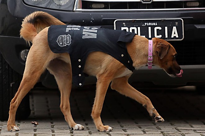  | Albari Rosa/Gazeta do Povo