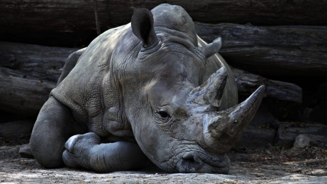 Demanda chinesa representa um importante fator no processo acelerado de extinção do rinoceronte. (Foto: Pixabay)