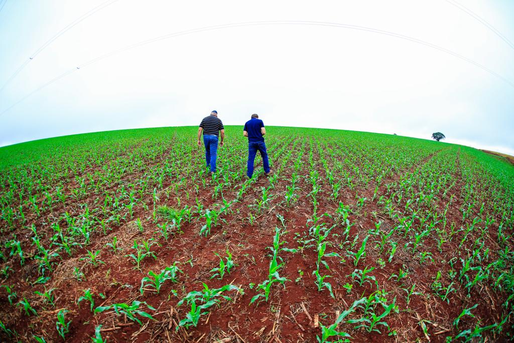 No início desta semana, produtores rurais verificam condição de lavoura de milho safrinha em Arapongas (PR) | Michel Willian/Gazeta do Povo
