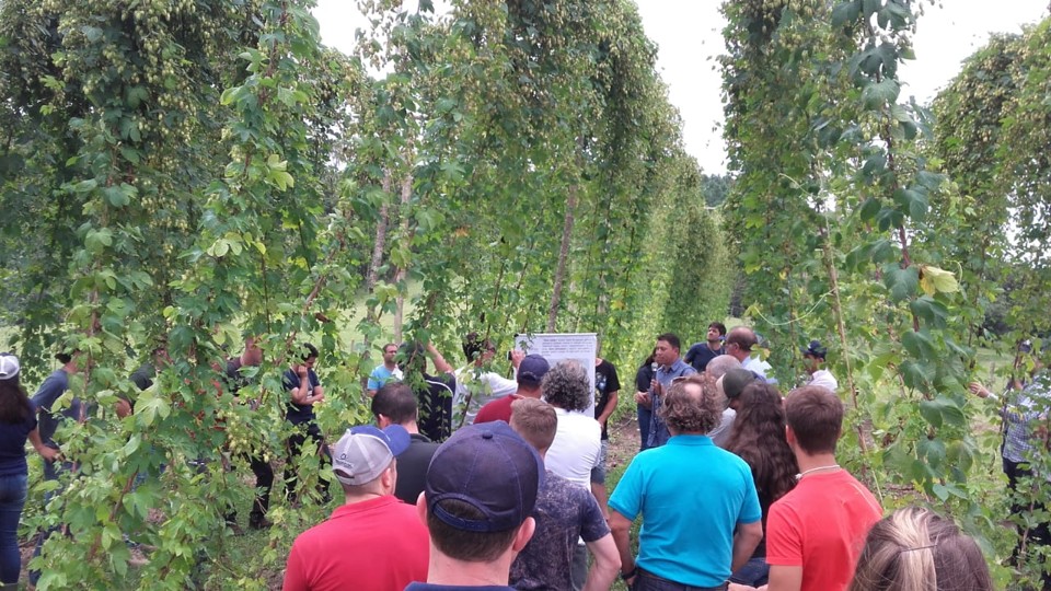 Dia de campo apresenta lúpulo a agricultores em Lajes, Santa Catarina | Divulgação/Aprolúpulo