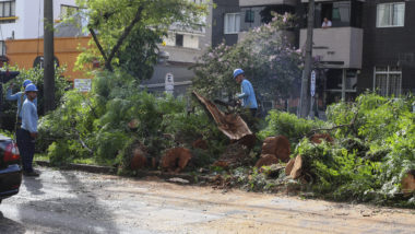 Queda de árvore chegou a bloquear o cruzamento da Rua Buenos Aires com a Av. Silva Jardim. Foto: Cassiano Rosario/Gazeta do Povo.