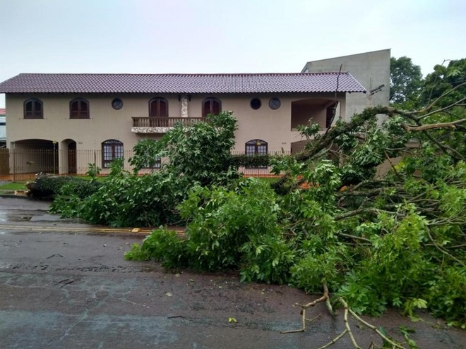 Outra árvore caiu sobre rua Doutor Ulisses Vieira, na altura do cruzamento com a rua Dom Orione, no Santa Quitéria. | Gerson KlainaGazeta do Povo