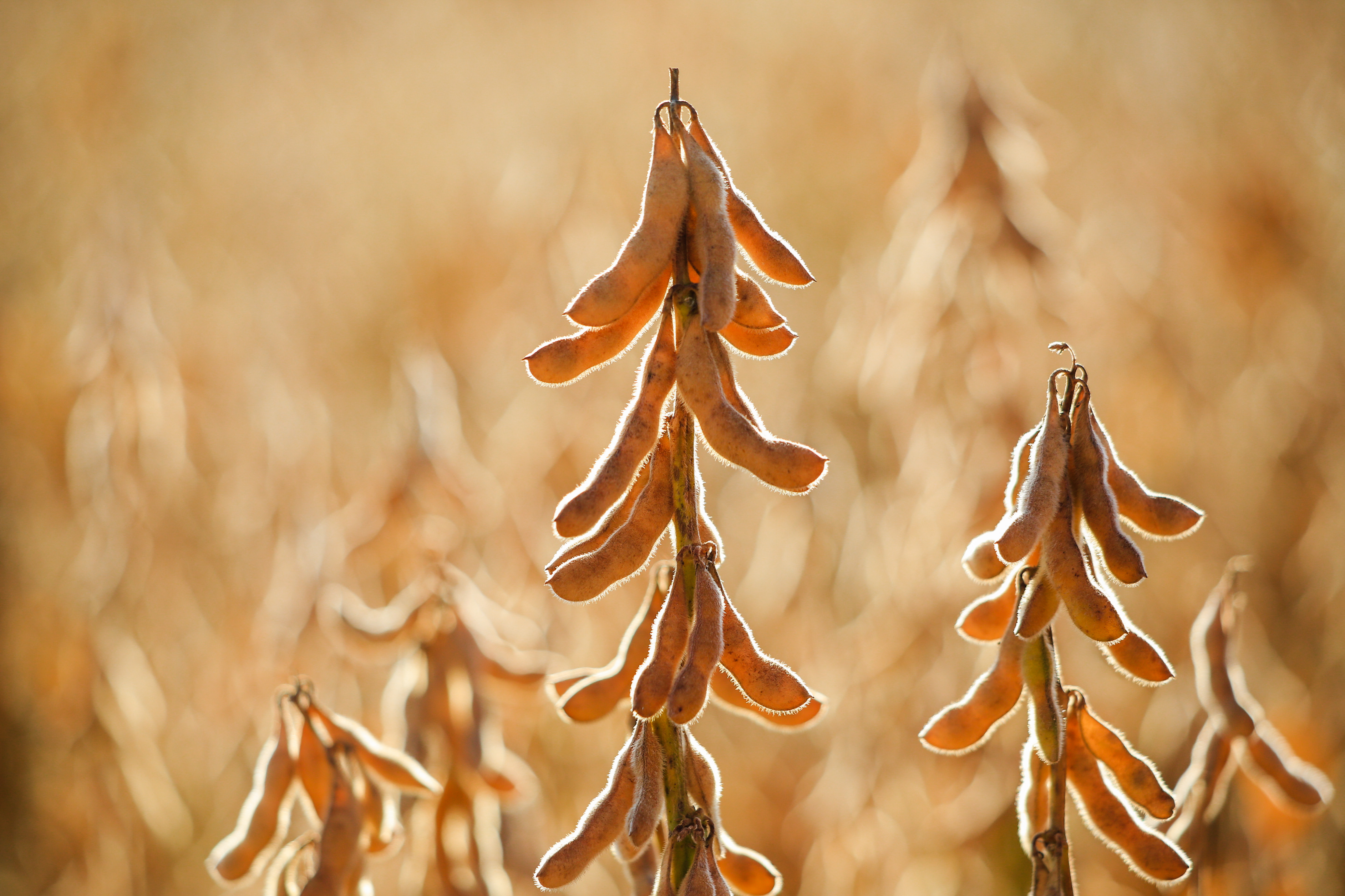 China levou 84% de toda soja exportada pelo Brasil em 2018 | Michel Willian/Gazeta do Povo