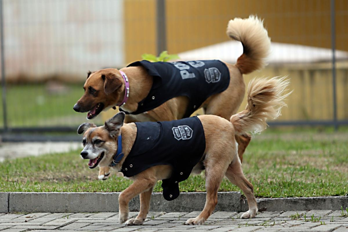 Laica e Polaco, os dois mascotes da Delegacia de Matinhos | Albari Rosa
Gazeta do Povo