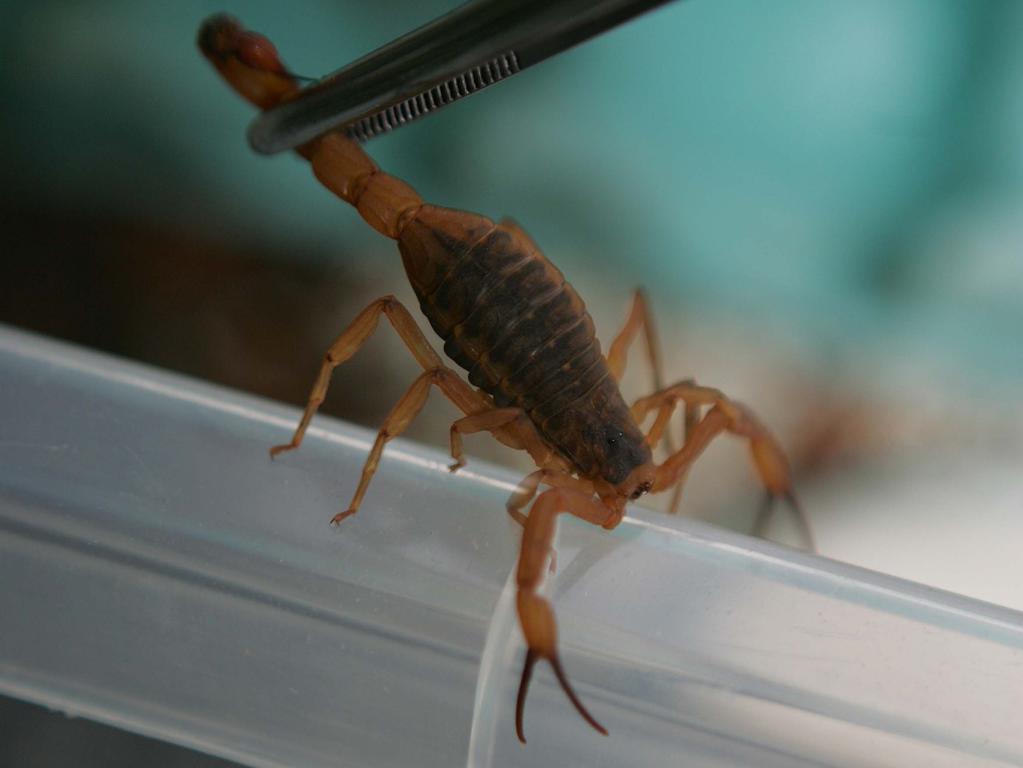 Casos de acidentes com escorpiões têm aumentado na Região Metropolitana de Curitiba. | Ivonaldo Alexandre/Gazeta do Povo