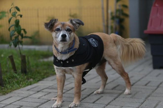  | Albari Rosa/Gazeta do Povo