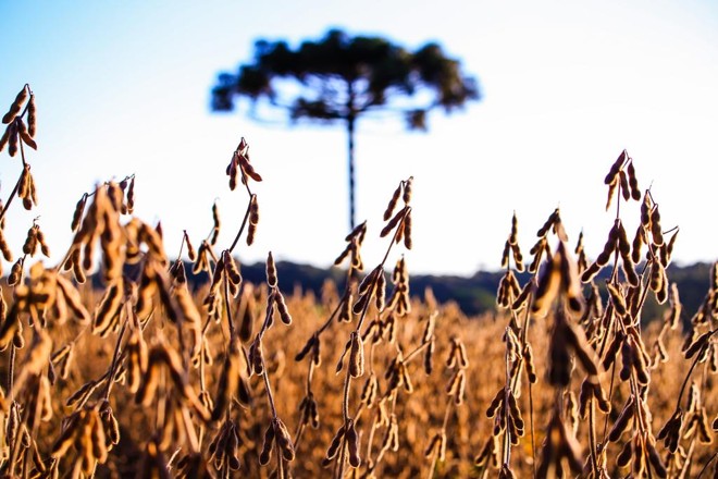 Lavoura de soja na região de Toledo: produtores do Oeste tiveram até 40% de perdas na lavoura por causa da seca. | Michel Willian/Gazeta do Povo