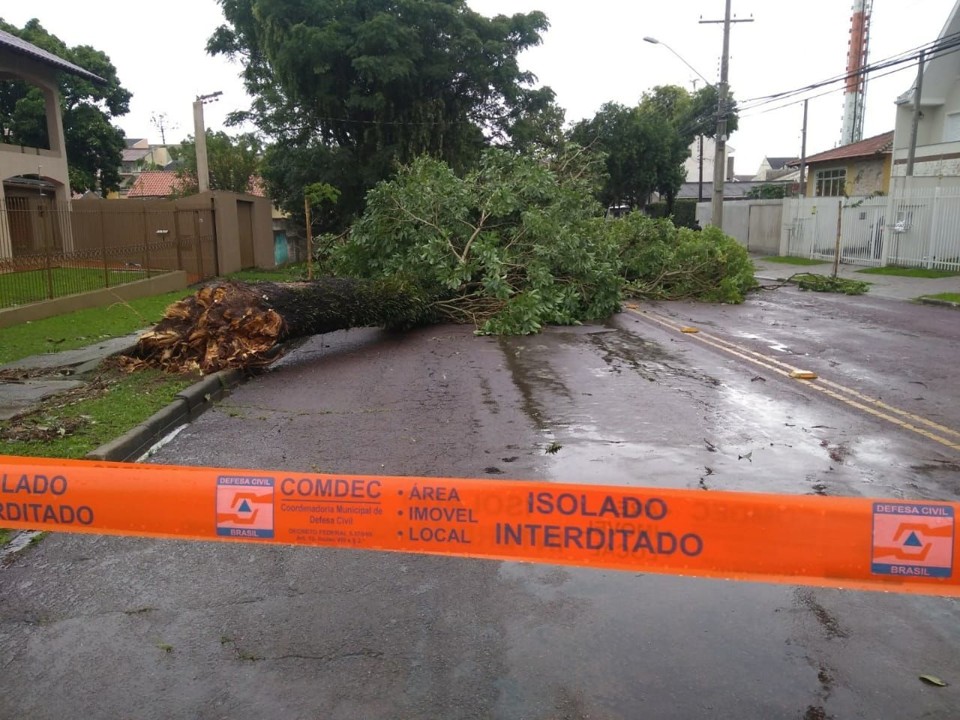 Árvore bloqueia o trânsito na Rua Ulisses Vieira no bairro Santa Quitéria. | Gerson Klaina / Tribuna do Paraná/