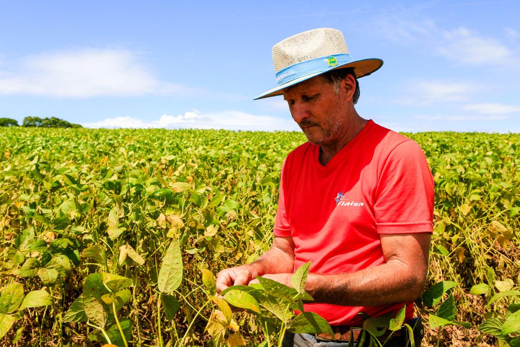Na propriedade de Flávio Fonseca da Rosa a produtividade deve ser 10 sacas  por hectare maior do que a média de SC | Michel Willian/Gazeta do Povo