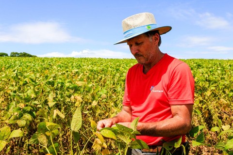 Calendário e clima livram Santa Catarina de estiagem que quebrou safra do Paraná Na propriedade de Flávio Fonseca da Rosa a produtividade deve ser 10 sacas por hectare maior do que a média de SC | Michel Willian/Gazeta do Povo