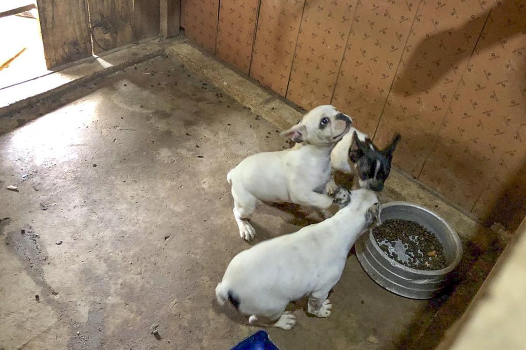 Cachorros serão encaminhados em breve para adoção responsável. | Divulgação/Prefeitura de Curitiba