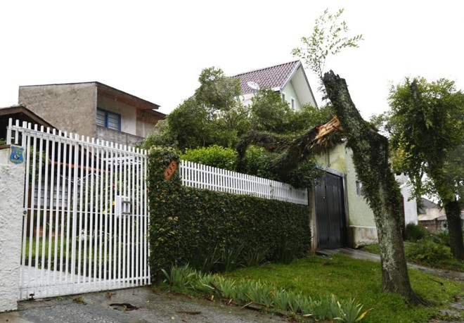 Árvore de grande porte caiu sobre casa na Rua Pará , no Água Verde. | Aniele NascimentoGazeta do Povo