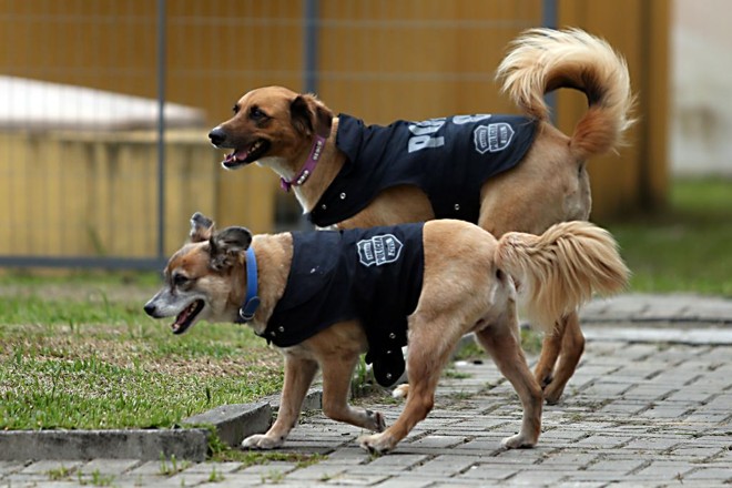  | Albari Rosa/Gazeta do Povo