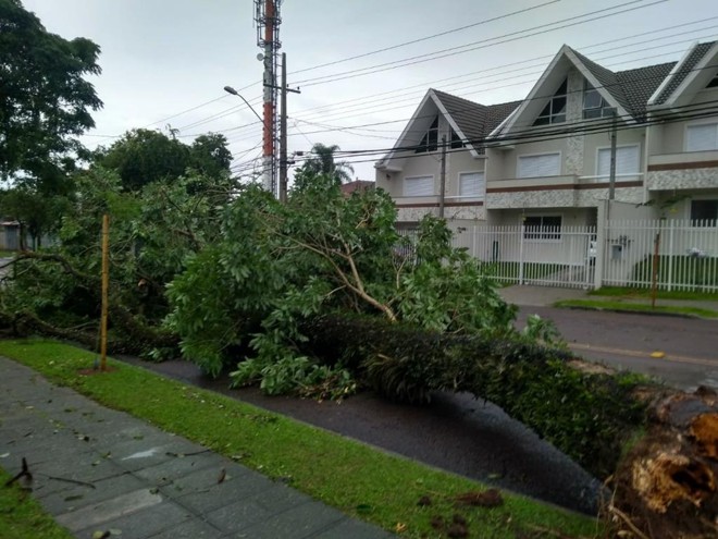 Árvore caiu sobre rua Doutor Ulisses Vieira, na altura do cruzamento com a rua Dom Orione, no Santa Quitéria. | Gerson KlainaGazeta do Povo