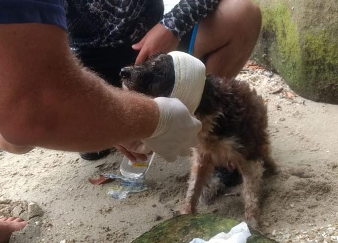 Guardas Municipais resgataram o cachorro na Ilha da Cotinga: animal estava seriamente ferido por bicadas de urubus. | Divulgação/Guarda Civil Municipal de Paranaguá