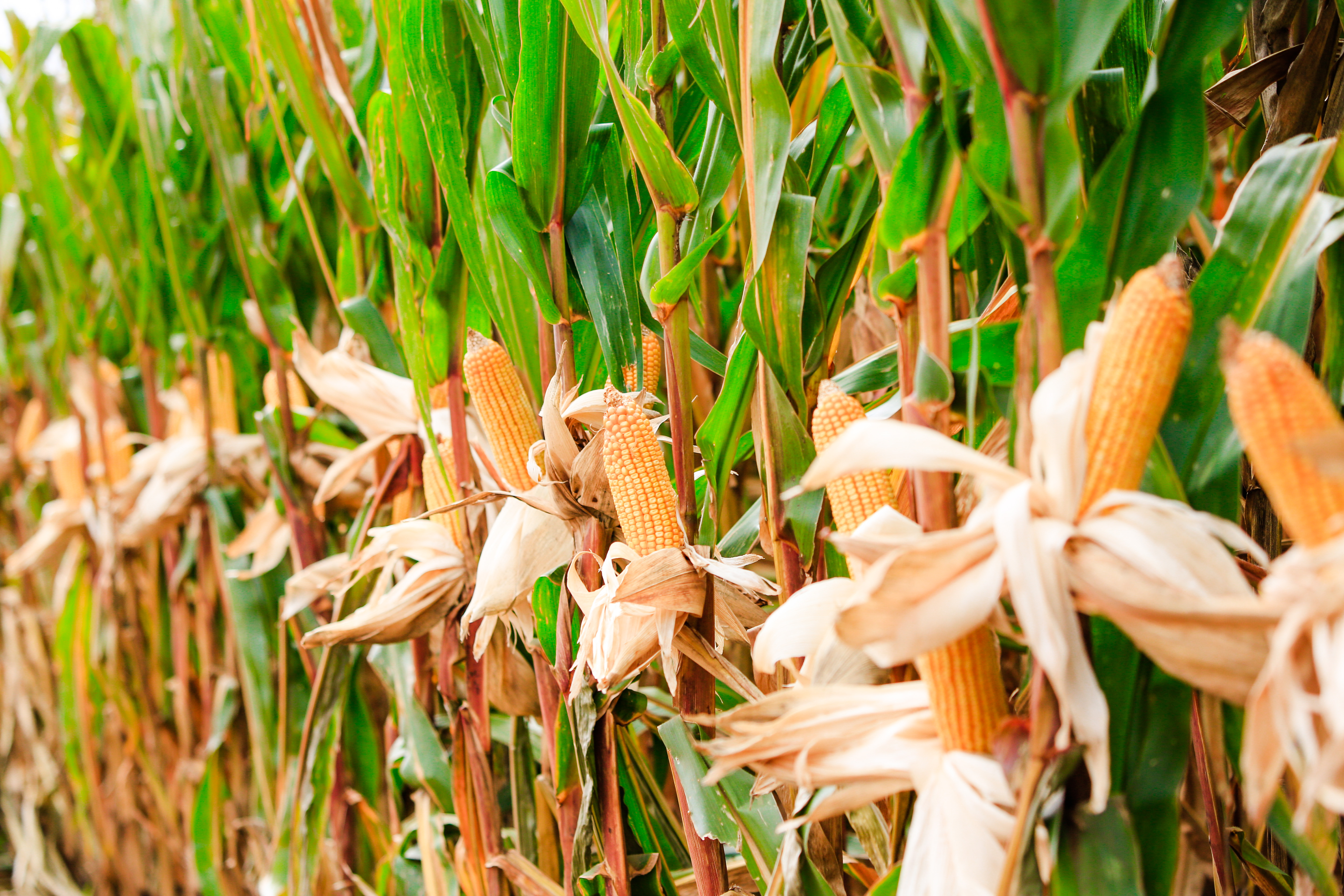 O milho em Santa Catarina deve registrar neste ano um aumento de 8% na área plantada. | Michel Willian/Gazeta do Povo