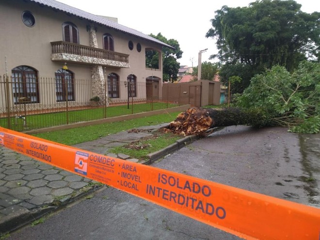 Árvore caiu sobre rua Doutor Ulisses Vieira, na altura do cruzamento com a rua Dom Orione, no Santa Quitéria. | Gerson KlainaGazeta do Povo