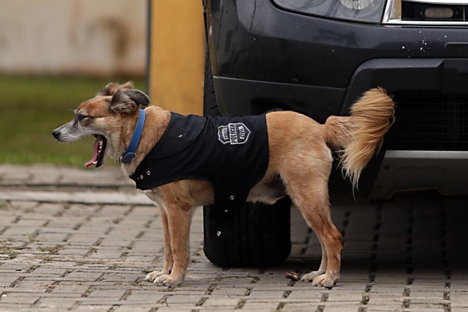  | Albari Rosa/Gazeta do Povo