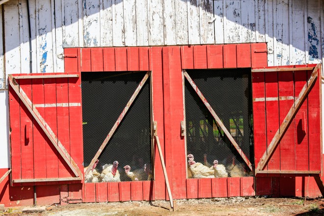  | Michel Willian/Gazeta do Povo