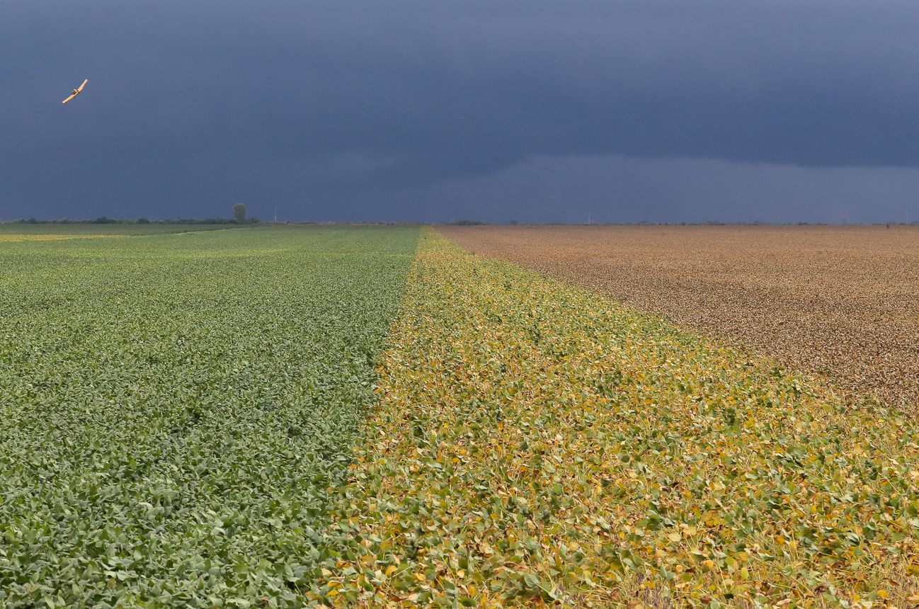  | Rogério Machado/Gazeta do Povo