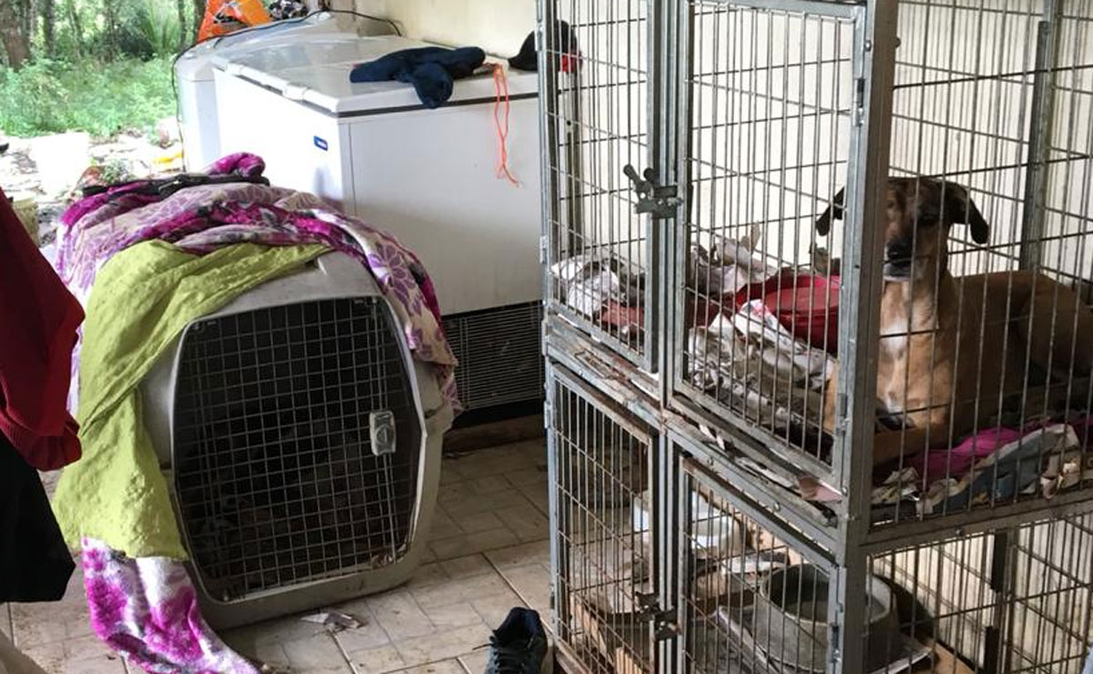 Cachorros viviam em espaço inapropriado no canil. | Polícia Civil/