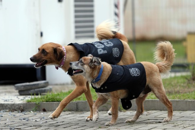  | Albari Rosa/Gazeta do Povo