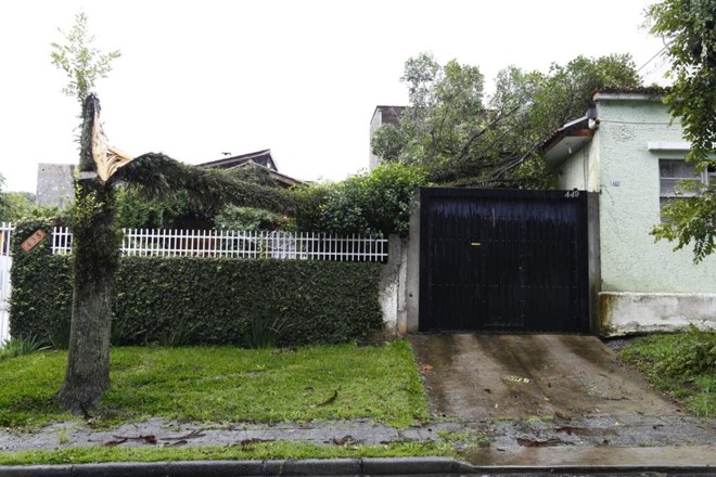 Árvore de grande porte caiu sobre casa na Rua Pará , no Água Verde. | Aniele Nascimento /Gazeta do Povo