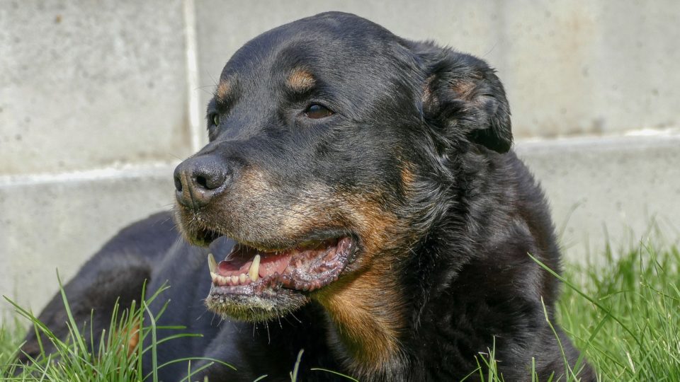 cachorro rottwiler na grama