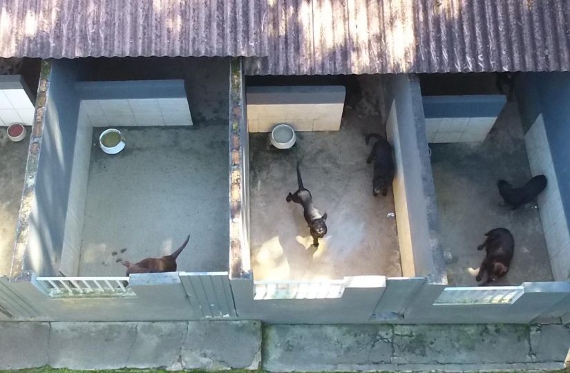 Cães vítimas de maus-tratos