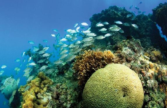 Recife de coral no Parque Nacional Marinho de Abrolhos, Bahia.