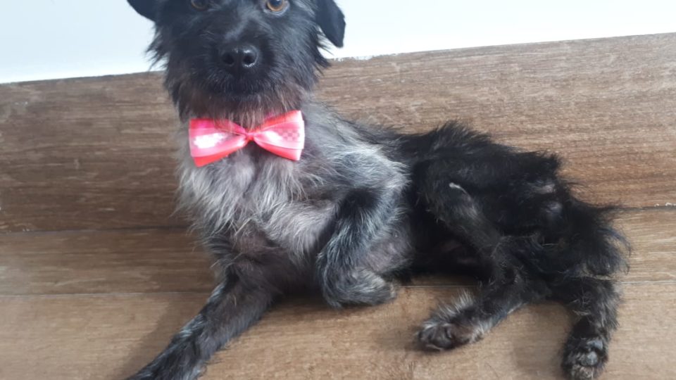 Cachorra resgatada pela PRF