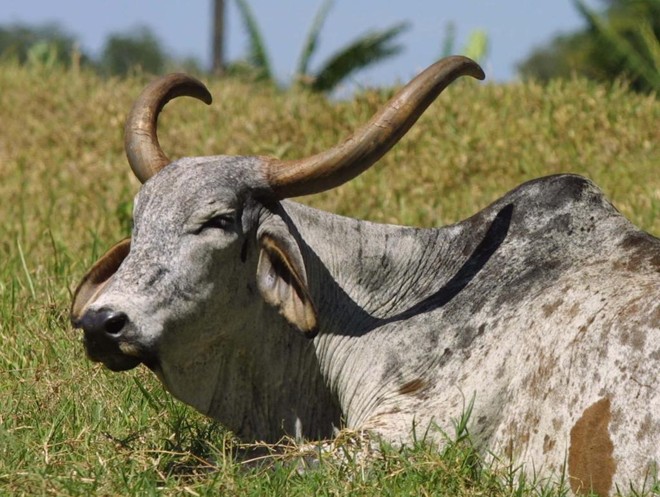 As raças zebuínas representam 80% do gado existente no Brasil, segundo a Associação Brasileira dos Criadores de Zebu. | IVONALDO ALEXANDRE/Gazeta do Povo