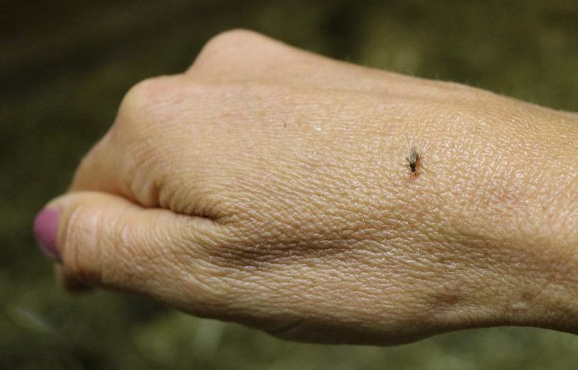 Doença de zika na Grande Curitiba