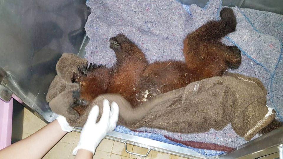 Macaco morto