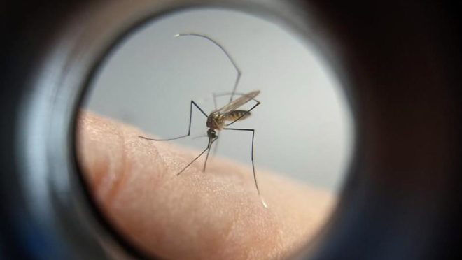 Mosquito Aedes aegypti
