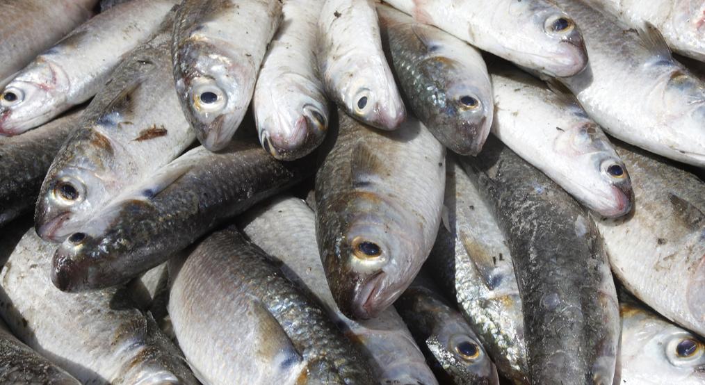 Venda de peixes em Curitiba