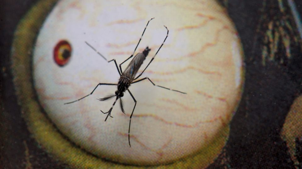 Técnica inédita reduz em 90% infestação de Aedes aegypti em município do Paraná Macho do mosquito Aedes aegypti