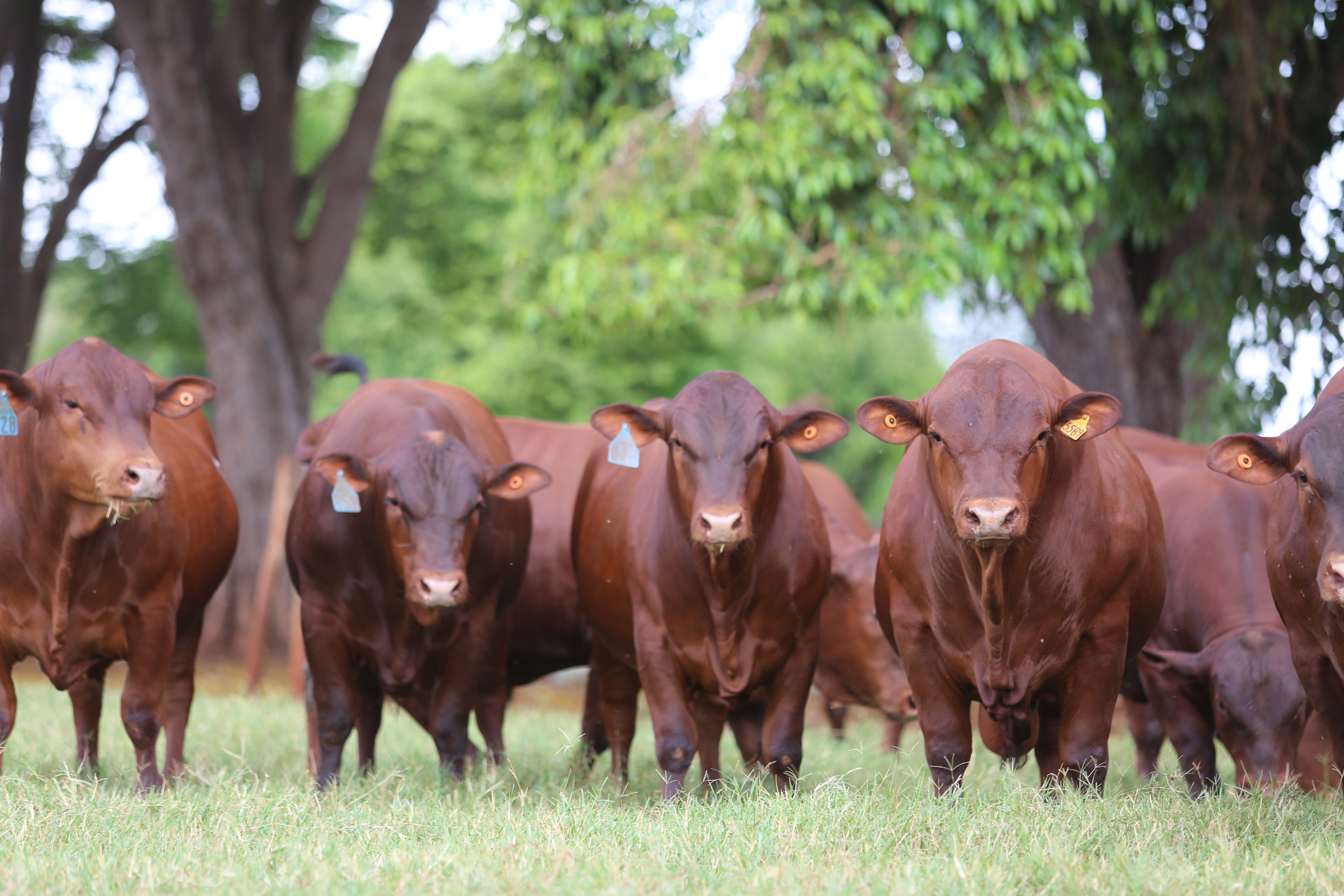De origem caribenha, o senepol promete trazer maior rentabilidade ao pecuarista. | Nova Vida/Divulgação