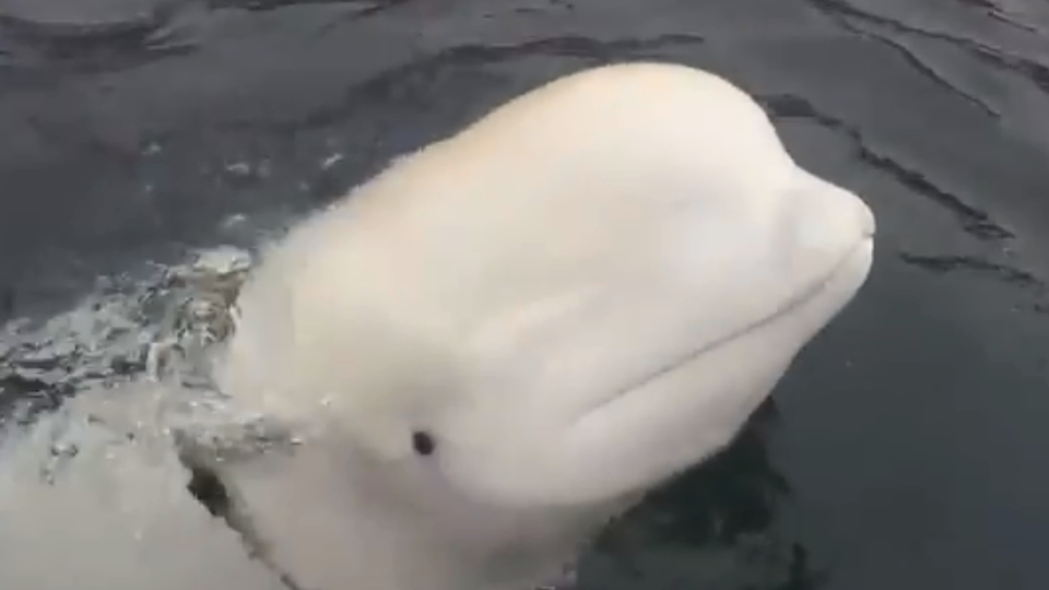 Pescadores noruegueses avistaram uma baleia beluga (baleia-branca) com uma corda ao redor de seu corpo | Foto: Reprodução/Twitter